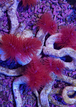 Lade das Bild in den Galerie-Viewer, Protula bispiralis (Red)
