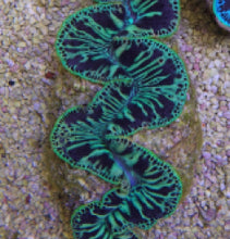 Lade das Bild in den Galerie-Viewer, Tridacna maxima (Green)
