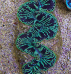 Tridacna maxima (Green)