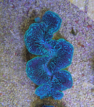 Lade das Bild in den Galerie-Viewer, Tridacna maxima (Green)
