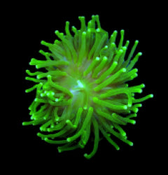 Euphyllia glabrescens (Green) (Ultra) (1 hd.) NZ