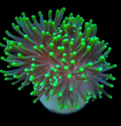 Euphyllia glabrescens (Green) (Premium) (1 hd.) NZ
