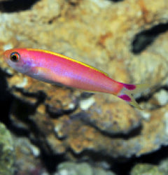 Luzonichthys seaver x