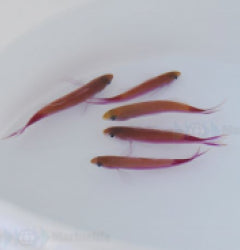 Luzonichthys taeniatus