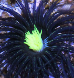 Pachycerianthus spp. (Green Center)