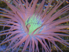 Lade das Bild in den Galerie-Viewer, Pachycerianthus spp. (Orange)
