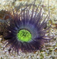 Pachycerianthus spp. (Purple