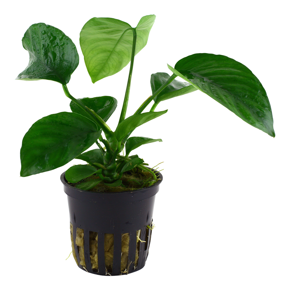 Anubias barteri var. caladiifolia