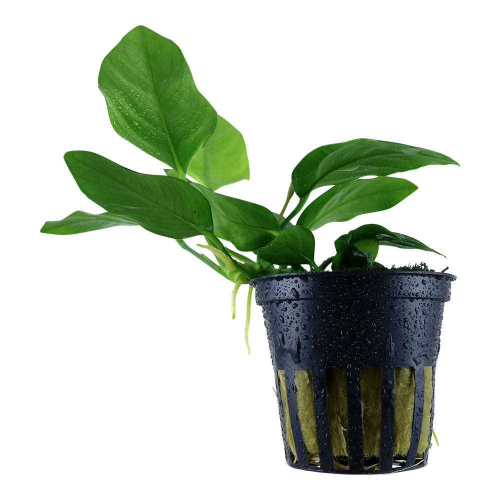 Anubias barteri var. nana