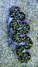 Lade das Bild in den Galerie-Viewer, Tridacna maxima (Green)
