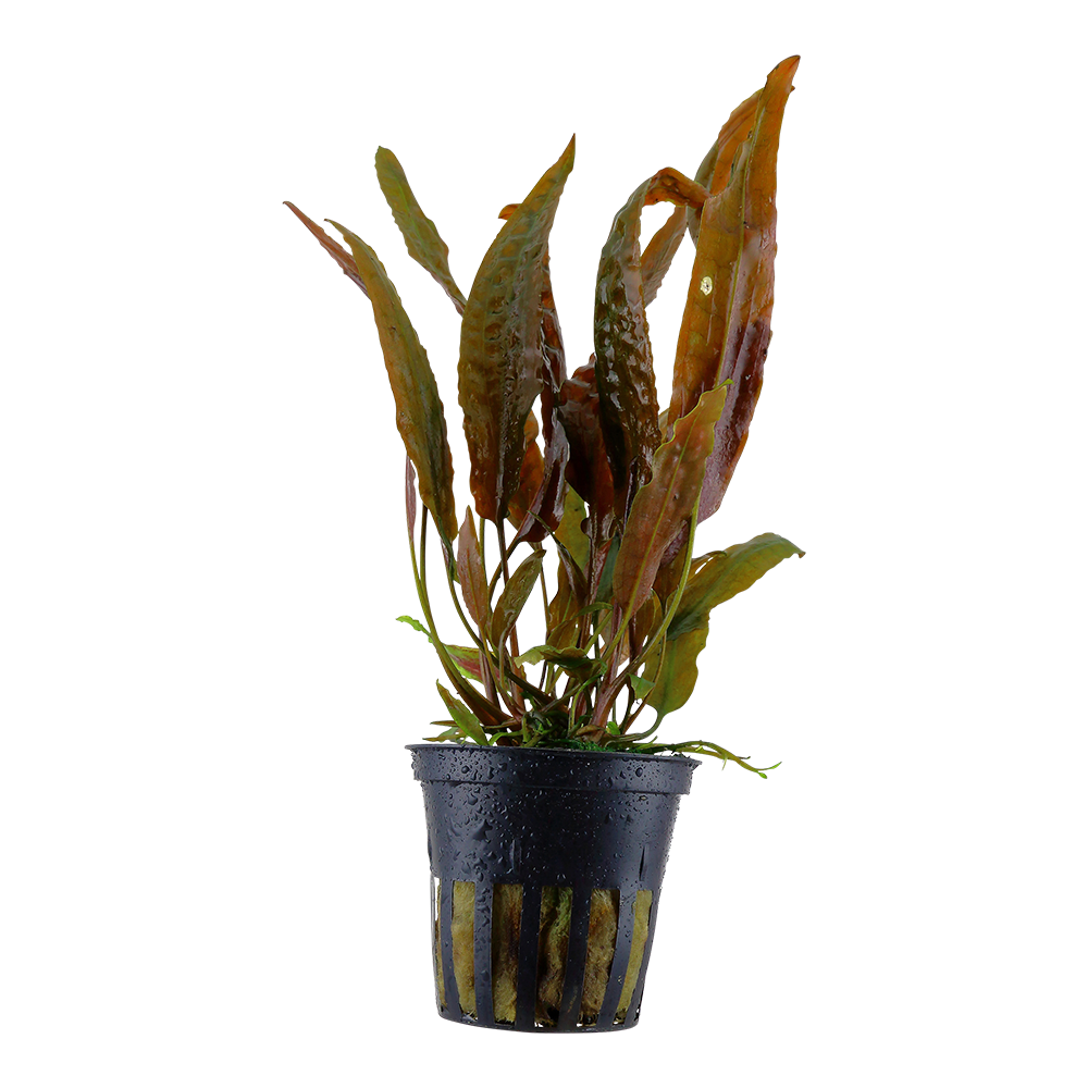 Cryptocoryne usteriana