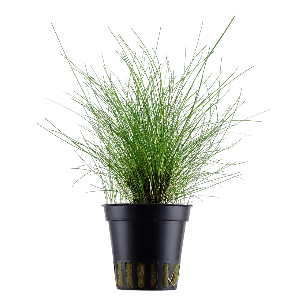 Eleocharis parvula