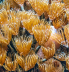 Bispera brunnea