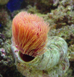 Protula bispiralis (Orange)