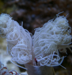 Protula bispiralis (White)