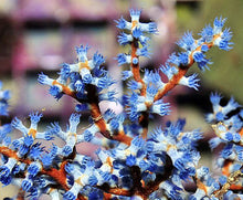 Lade das Bild in den Galerie-Viewer, Acalycigorgia spp.
