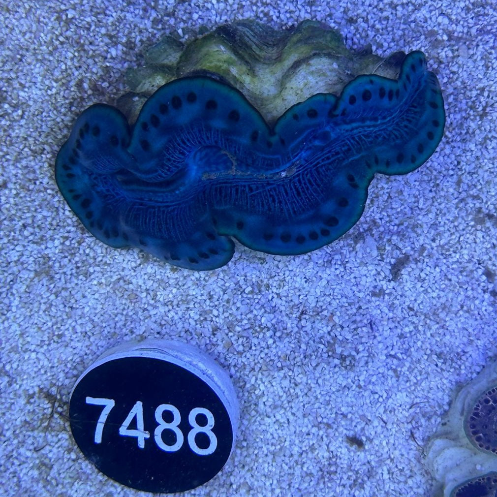 Tridacna maxima 'blau' WYSIWYG 7488