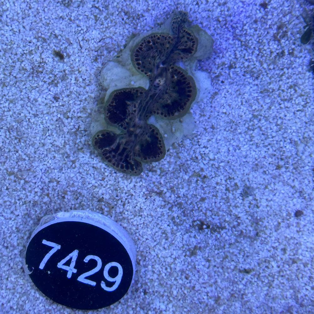 Tridacna maxima 'gold' WYSIWYG 7429