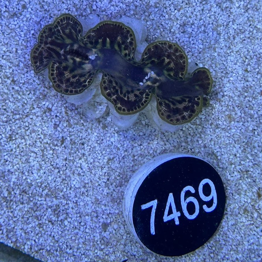 Tridacna maxima 'gold' WYSIWYG 7469