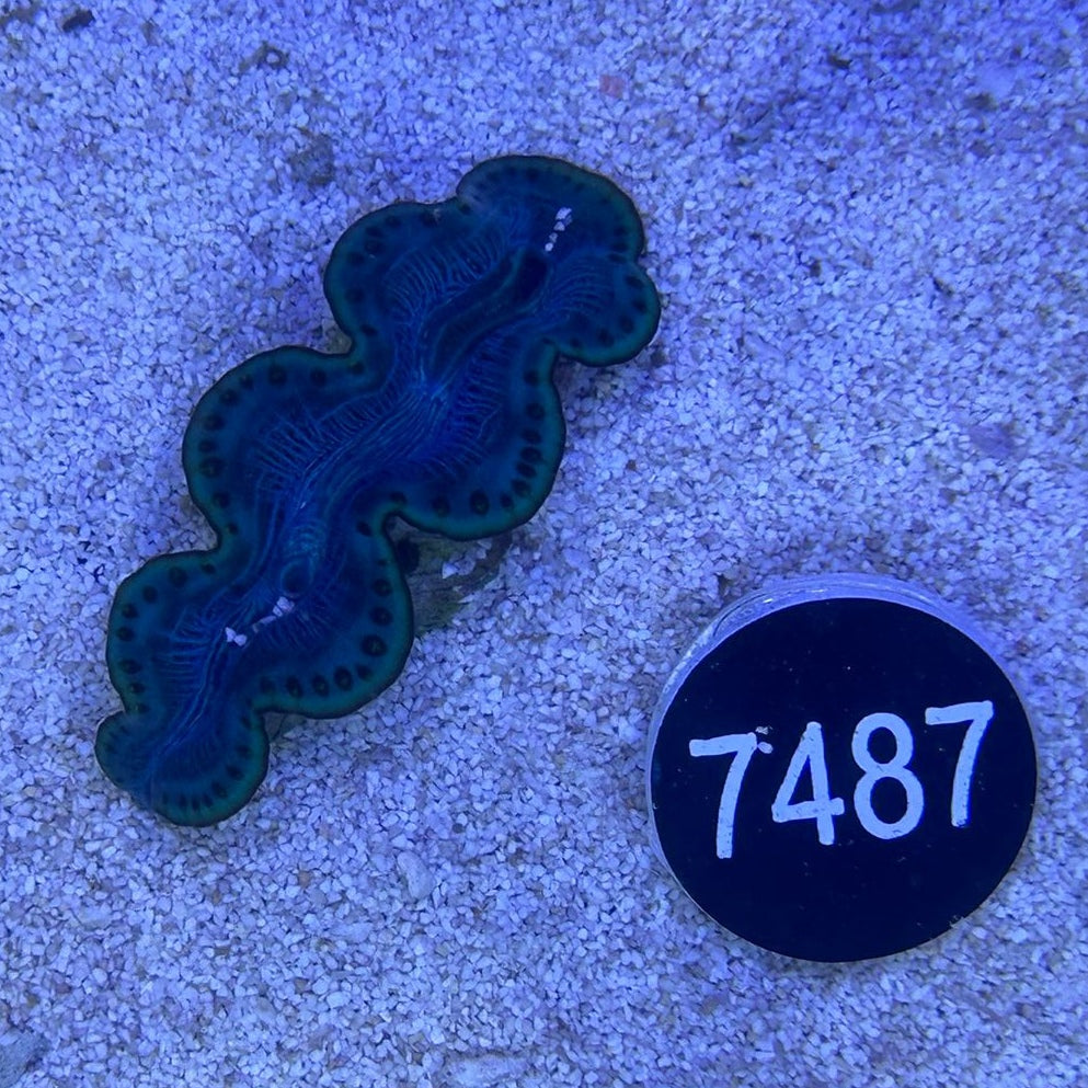 Tridacna maxima 'blau' WYSIWYG 7487