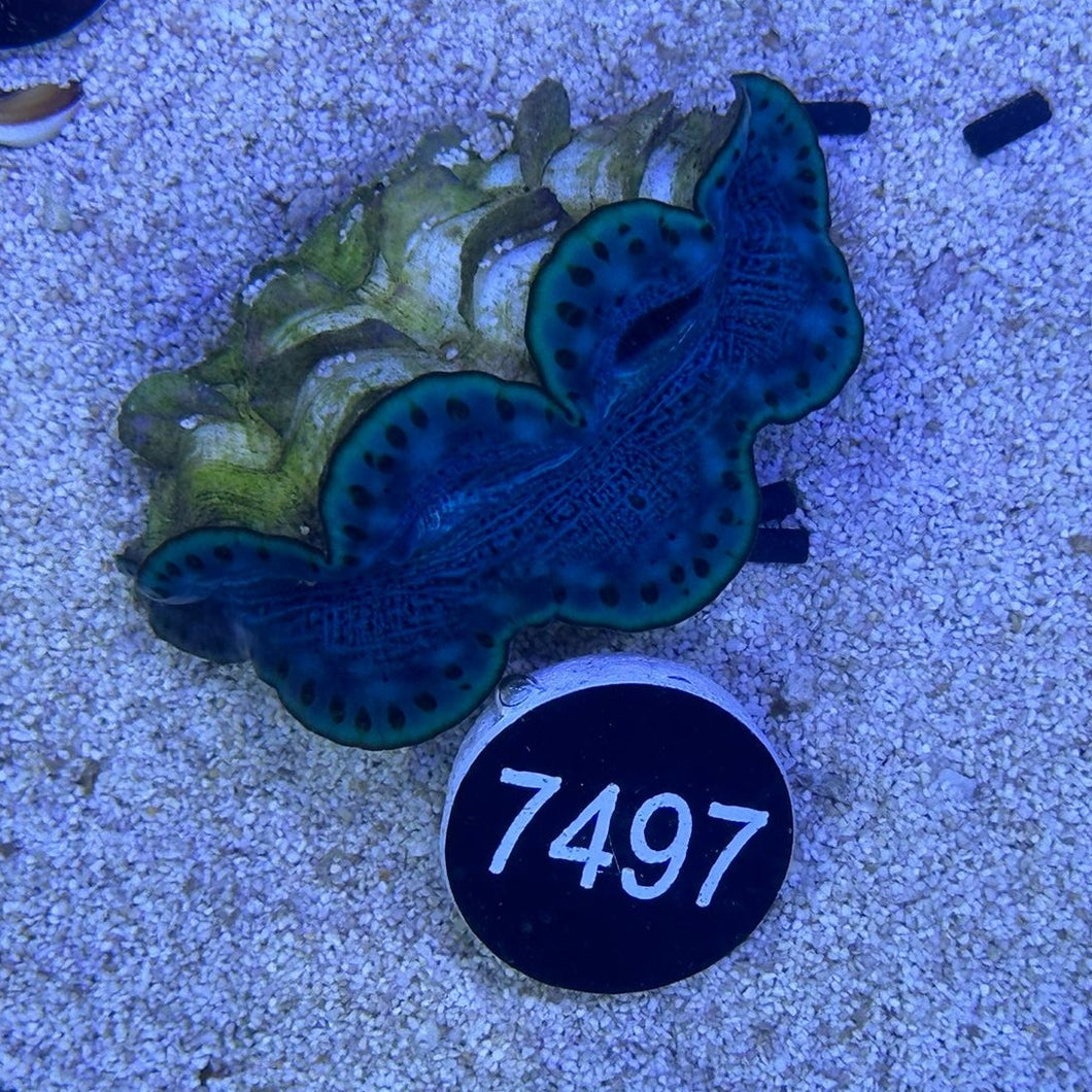 Tridacna maxima 'blau' WYSIWYG 7497