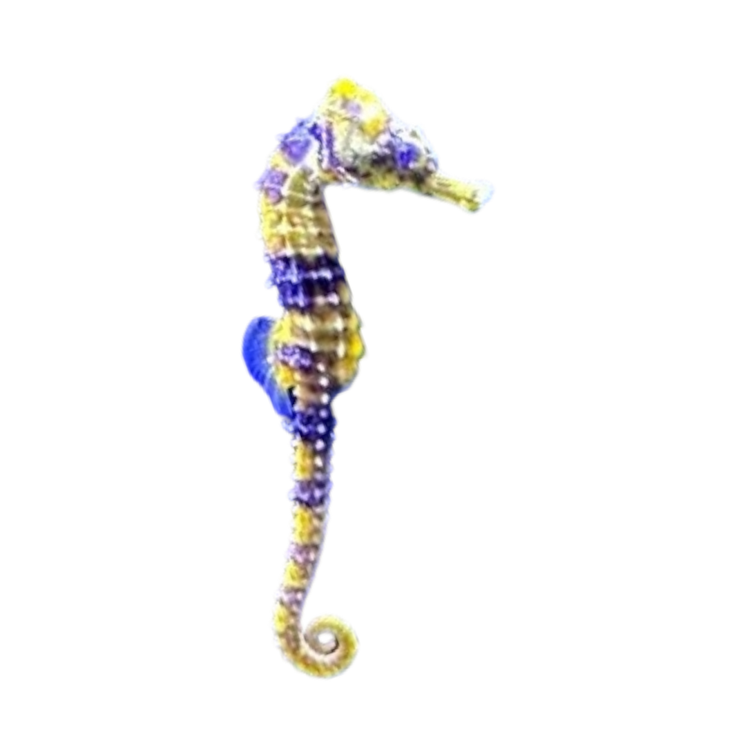 Hippocampus erectus „yellow - gray“ (Seepferdchen)