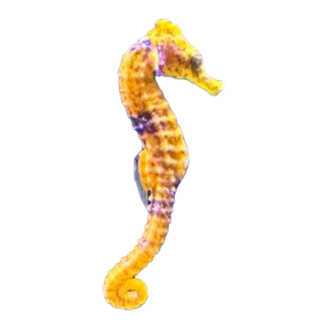 Hippocampus erectus „orange - gray“ (Seepferdchen)