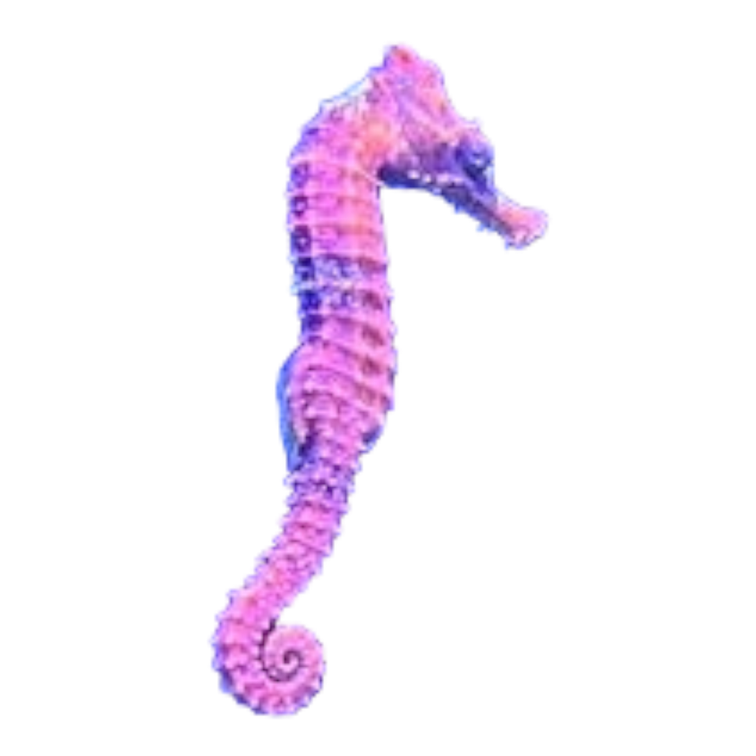 Hippocampus erectus „red - gray“ (Seepferdchen)