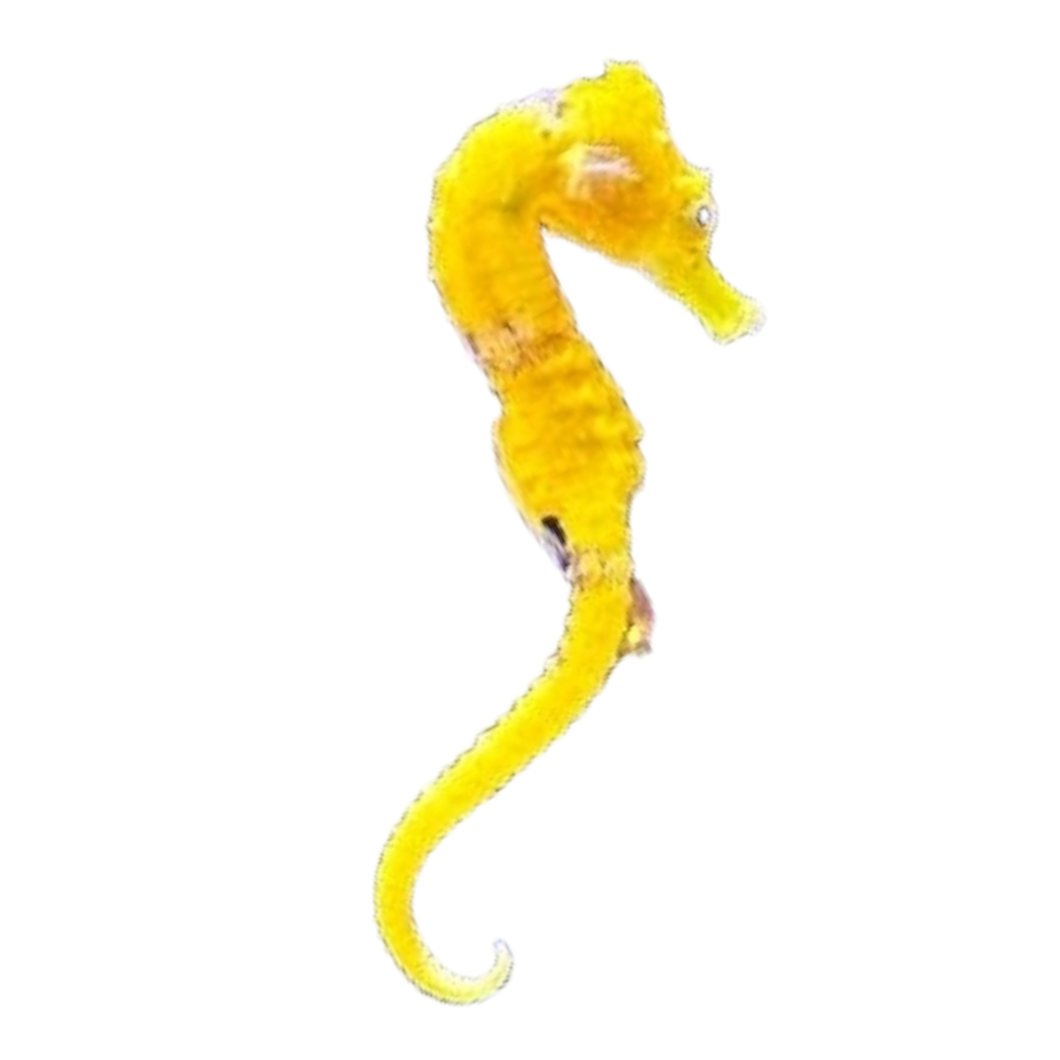 Hippocampus erectus „ultra Yellow“ (Seepferdchen)