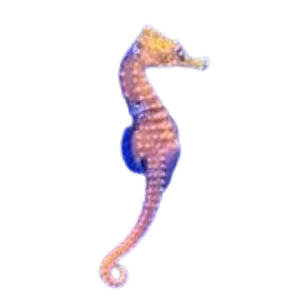 Hippocampus erectus „orange“ (Seepferdchen)