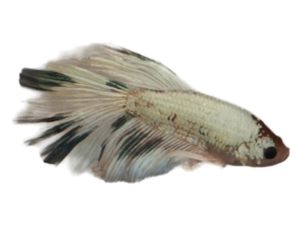 Kampffisch WYSIWYG