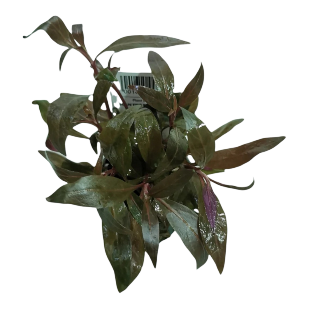 Alternanthera reineckii Mini