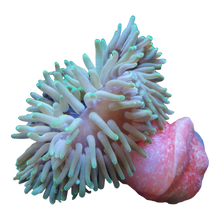 Lade das Bild in den Galerie-Viewer, Korkenzieher-Anemone
