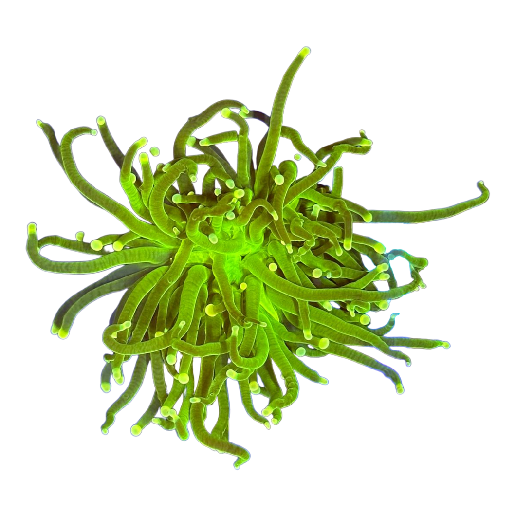 Euphyllia glabrescens 'toxic Green'