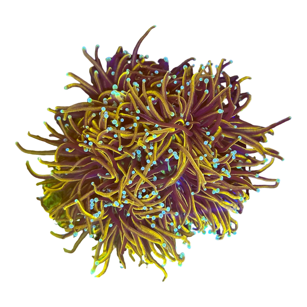 Euphyllia glabrescens 'Hellfire' 7410