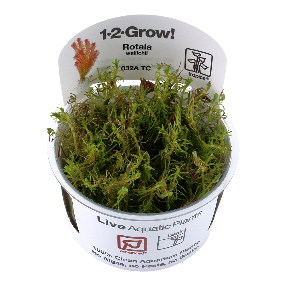 Rotala wallichii