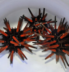 Eucidaris spp.