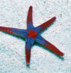 Fromia monilis