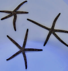 Linckia multiflora