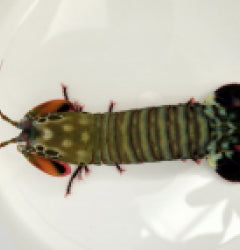 Odontodactylus scyllarus ( Clown-Fangschreckenkrebs)