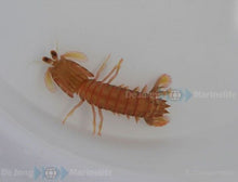 Lade das Bild in den Galerie-Viewer, Odontodactylus spp. (Fangschreckenkrebs)

