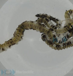 Synapta maculata