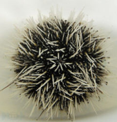 Tripneustes ventricosus