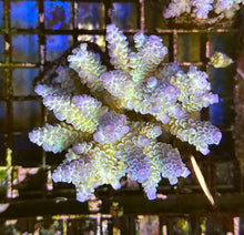 Lade das Bild in den Galerie-Viewer, Acropora tenuis (Grade A) 7568
