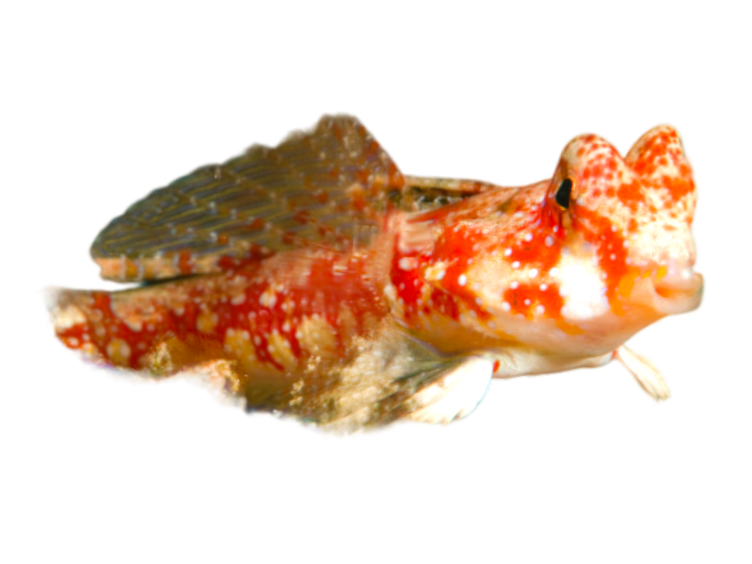 Synchiropus stellatus (Stern-Mandarinfisch)
