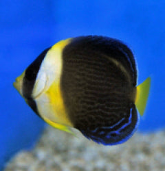 Chaetodontoplus duboulayi (Male) - T.B.