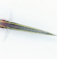Elacatinus randalli - T.B.