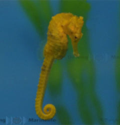 Hippocampus ingens - T.B.
