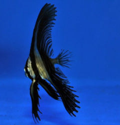 Platax batavianus - T.B.