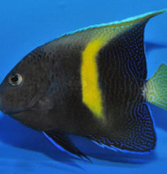 Pomacanthus maculosus - T.B.